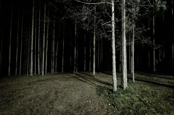 Bosque escena por la noche —  Fotos de Stock
