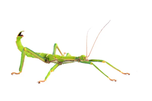 Green stick insect Diapherodes gigantea isolated — Stock Photo, Image