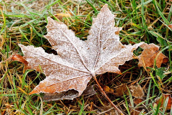 Frunze congelate de toamnă — Fotografie, imagine de stoc