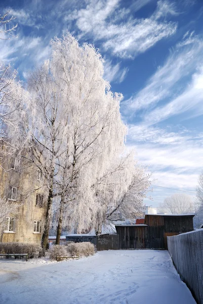 Sníh na stromech — Stock fotografie