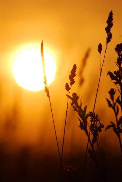 Трава крупным планом против заходящего солнца — стоковое фото