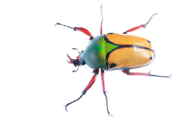 Large scarab beetle Eudicella smithii — Stock Photo, Image