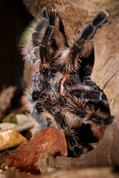 Tarántula — Foto de Stock