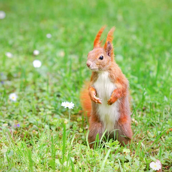 Eichhörnchen steht auf dem Gras mit Blumen — Stockfoto