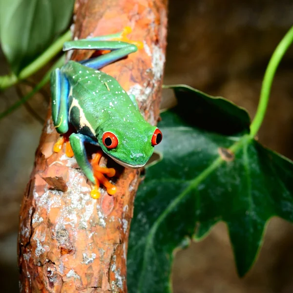 Rana árbol de ojos rojos Agalychnis callidryas en terrario — Foto de Stock