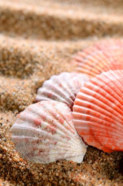 Sea shells on the sandy beach — Stock Photo, Image