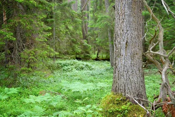 Тёмные сосновые леса — стоковое фото