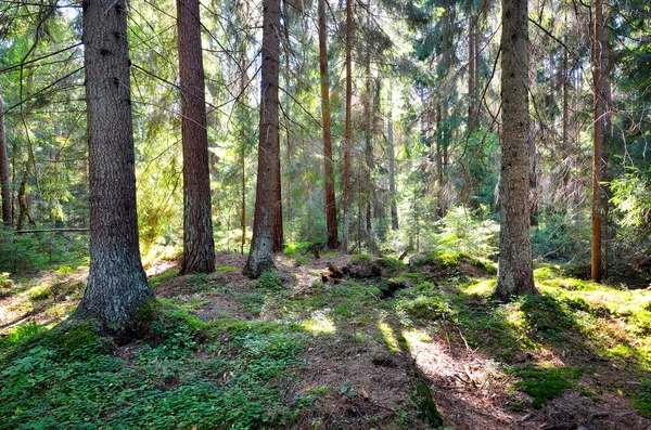 Bosque de pino oscuro escena — Foto de Stock