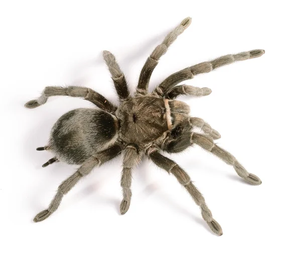 Czarny tarantula grammostola pulchra na białym tle — Zdjęcie stockowe