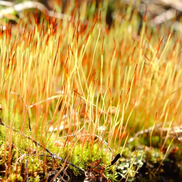Närbild av en färgglad moss med sporer — Stockfoto