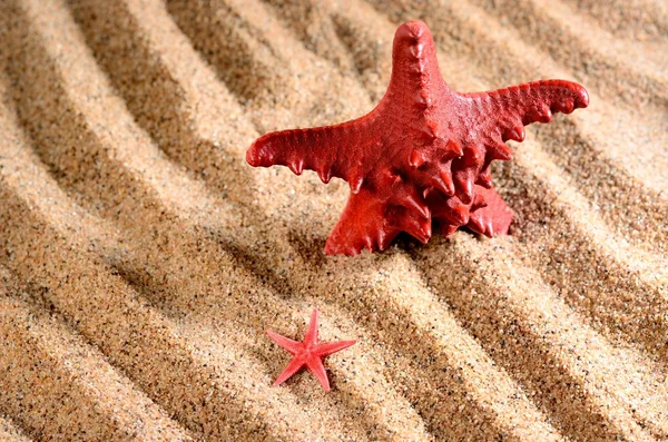 Two sea stars on the sandy beach — Stock Photo, Image