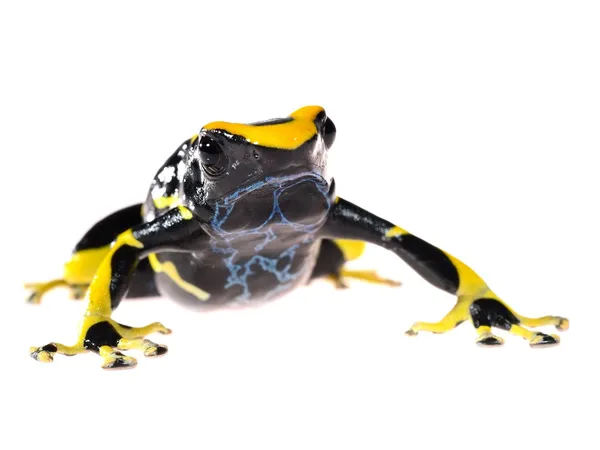 Amarillo teñido rana dardo Dendrobates tinctorius allanis aislado en blanco —  Fotos de Stock