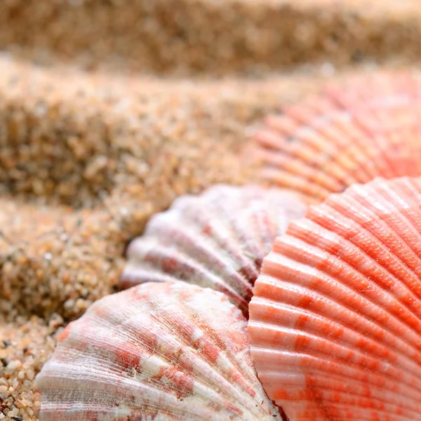 Sea shells on the sandy beach Royalty Free Stock Photos