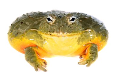 beyaz izole Afrika kurbağa pyxicephalus adspersus