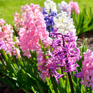 Hyacinth flowers close-up in the garden clipart