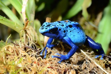renkli mavi kurbağa dendrobates tinctorius