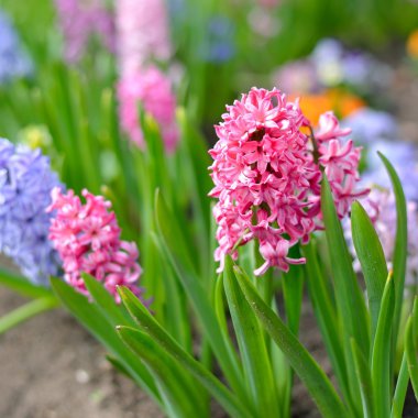 Bahçedeki sümbül çiçekleri.