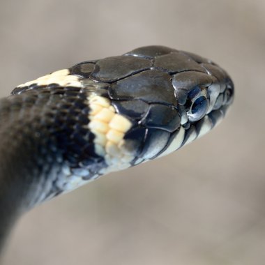 çim yılan yakın çekim