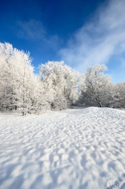 Hoar-frost ağaçları kış