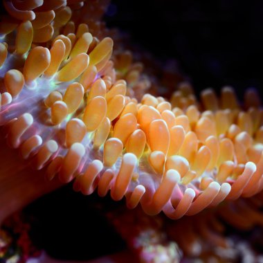 deniz anemon deniz akvaryum