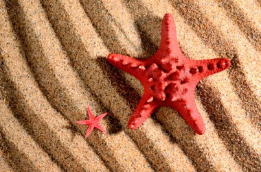 kumlu sahilde iki deniz yıldız