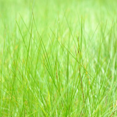 Yeşil çimenler yakın plan