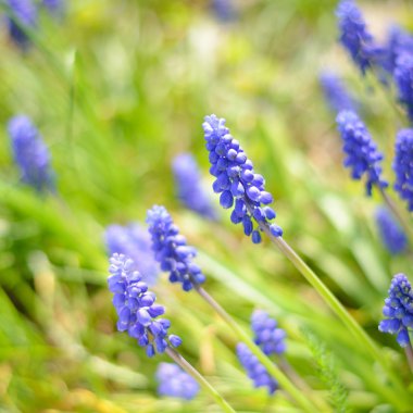 mavi çiçekler yakın çekim bahar