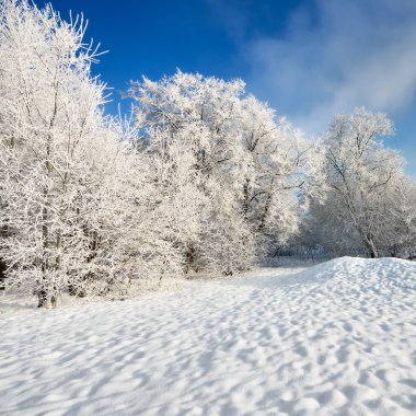 Hoar-frost ağaçları kış