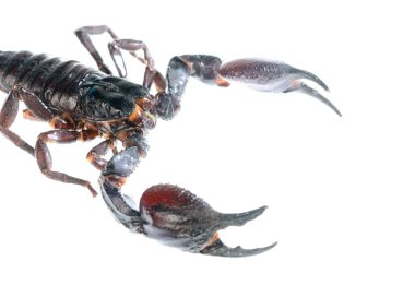 Beyaz izole Akrep (Heterometrus)