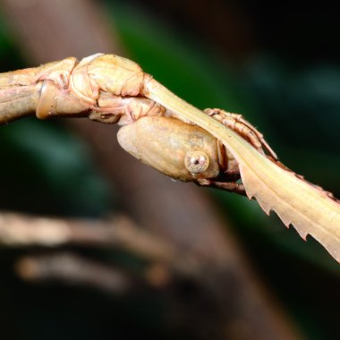terrarium içinde böcek sopa