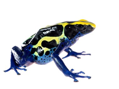 Mavi üzerine beyaz izole dart kurbağa dendrobates tinctorius boyama