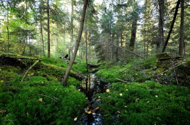 Karanlık çam ormanı sahnesi