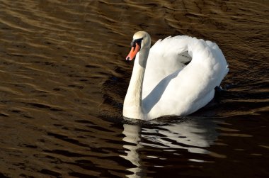 Mavi suda beyaz kuğu