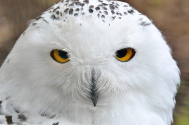 Hayvanat bahçesinde bir çubuk üzerinde oturan beyaz polar baykuş