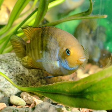 cichlasoma sajica Balık Akvaryum
