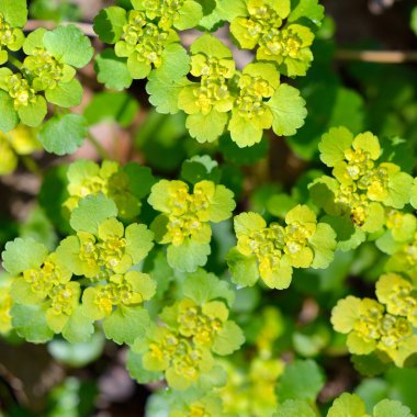 Orman bitki yakın çekim