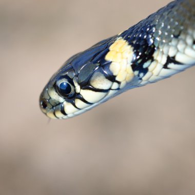 çim yılan yakın çekim