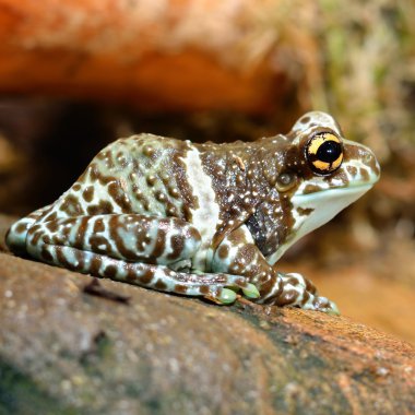 terrarium içinde renkli kurbağa