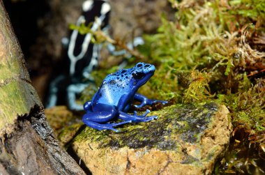 terrarium içinde kurbağa