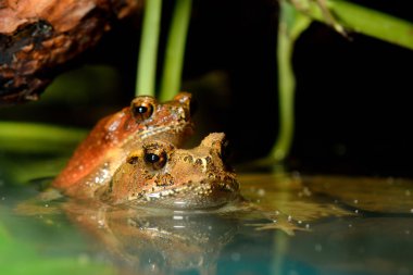 tropikal toads çiftleşme