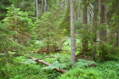 Karanlık çam ormanı sahnesi