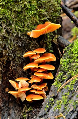 ormandaki bir ağaç kütüğü üzerinde mantar