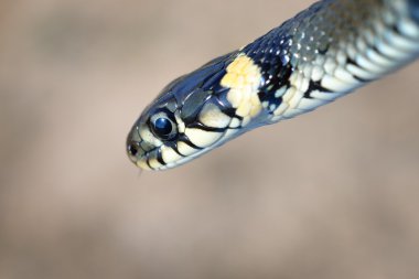 çim yılan yakın çekim