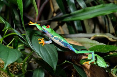 Red-eye frog Agalychnis callidryas in terrarium clipart