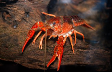 Louisiana swamp crayfish Procambarus clarkii clipart