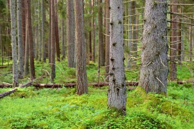 Karanlık çam ormanı sahnesi