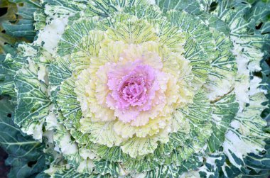 Dekoratif süs lahana yakın çekim