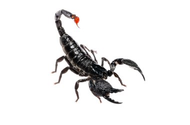 Akrep pandinus Imperator üzerinde beyaz izole. gölge yok