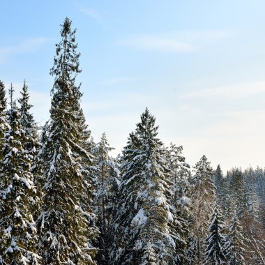 kar kaplı Kış ağaçlar