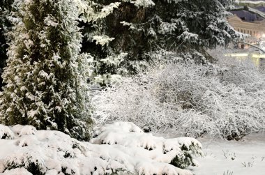 riga park ağaçlarda gece kar